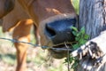 A cow eating grass beside a barbed wire The young grass of the cow that cows like the idea of Ã¢â¬â¹Ã¢â¬â¹getting good things are at